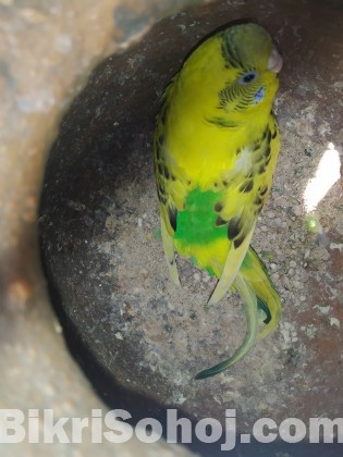 Budgeriger